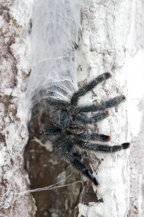 Framed Print : Pinktoe Tarantula - at nest in tree Central Suriname Nature Reserve South America Framed Print : Pinktoe Tarantula - at nest in tree Central Suriname Nature Reserve South America