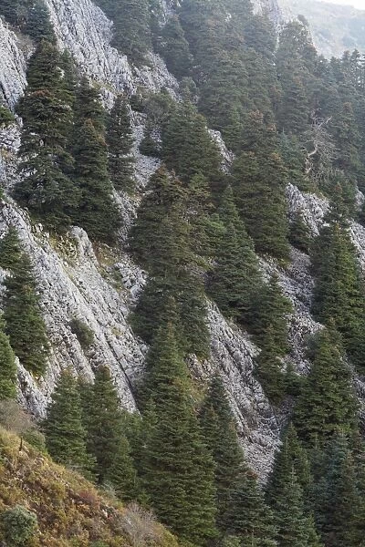 Pinsapar Fir - on mountain slopes, Grazalema National Park, Andalucia, Spain