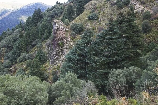 Pinsapar Fir - on mountain slopes, Grazalema National Park, Andalucia, Spain
