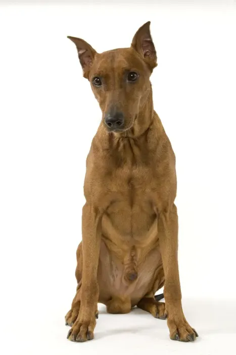 Framed Print : Pinscher / Standard Pinscher Framed Print : Pinscher / Standard Pinscher