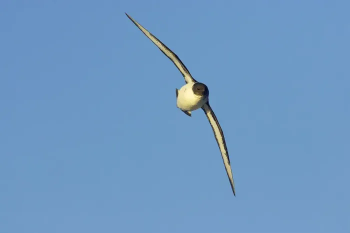 Framed Print : Pintado / Cape Petrel - In flight Antarctic Ocean BI007416 Framed Print : Pintado / Cape Petrel - In flight Antarctic Ocean BI007416