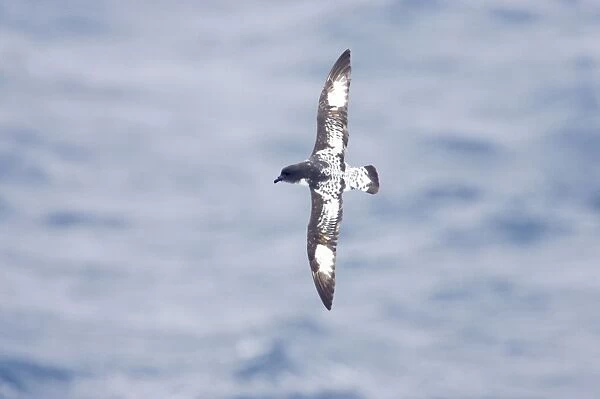 Pintado or Cape Petrel - In flight over sea Antarctic Ocean BI007440
