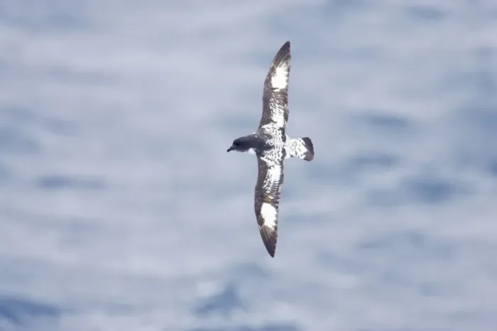 Framed Print : Pintado or Cape Petrel - In flight over sea Antarctic Ocean BI007440 Framed Print : Pintado or Cape Petrel - In flight over sea Antarctic Ocean BI007440