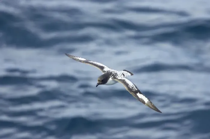 Framed Print : Pintado or Cape Petrel - In flight over sea Antarctic Penninsular BI007430 Framed Print : Pintado or Cape Petrel - In flight over sea Antarctic Penninsular BI007430