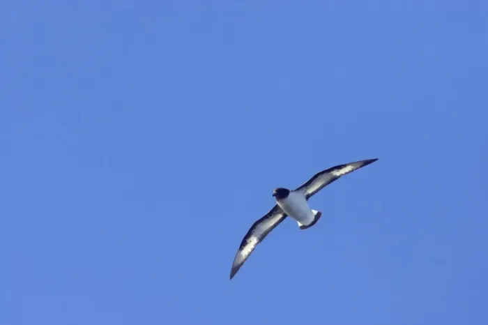 Framed Print : Pintado or Cape Petrel - In flight South Orkney Islands, Antarctica. BI007423