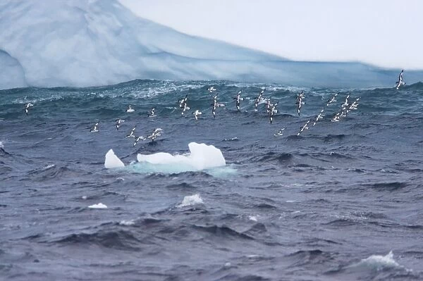 Pintado or Cape Petrel - Flock in flight near iceberg South Orkney Islands, Antarctica. BI007425