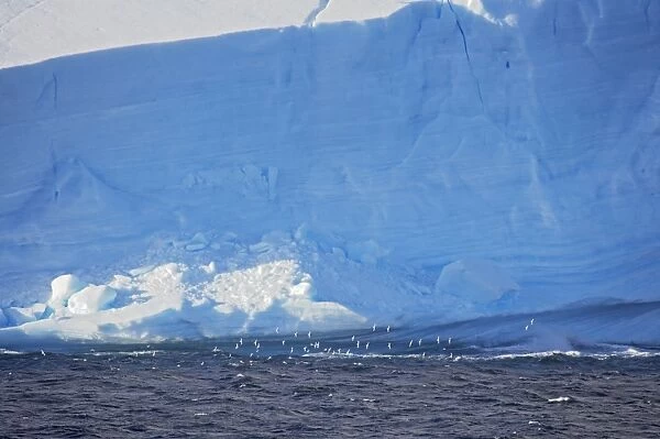Pintado or Cape Petrel - Flock in flight near iceberg South Orkney Islands Antarctica