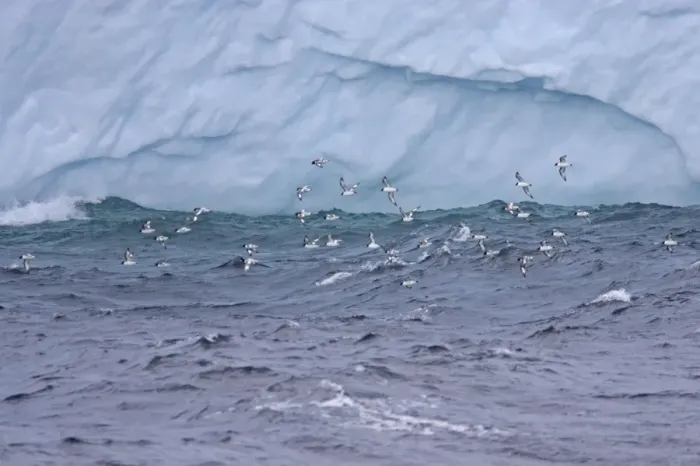 Framed Print : Pintado or Cape Petrel - Flock in flight near iceberg South Orkney Islands, Antarctica. BI007428 Framed Print : Pintado or Cape Petrel - Flock in flight near iceberg South Orkney Islands, Antarctica. BI007428