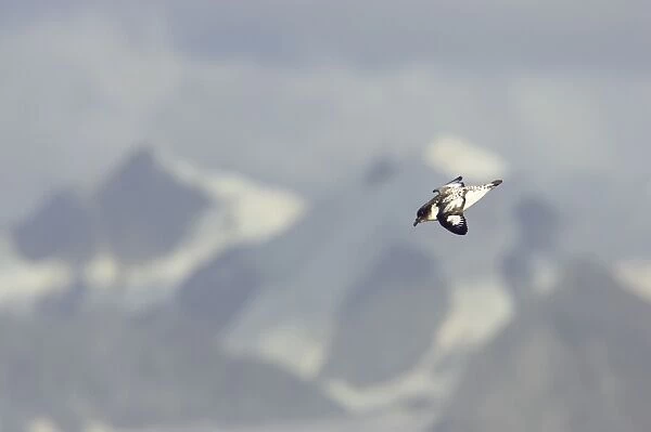 Pintado or Cape Petrel - With Mountains in background South Orkney Islands, Antarctica. BI007420