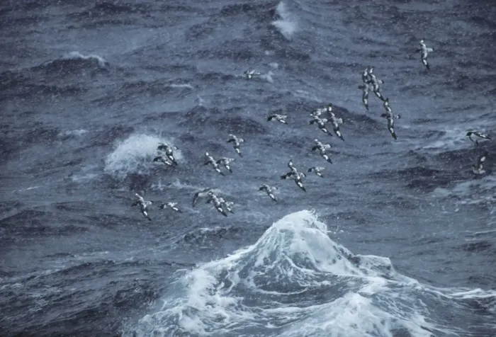 Framed Print : Pintado Petrel - Flock in Snowstorm Antarctica BI006888 Framed Print : Pintado Petrel - Flock in Snowstorm Antarctica BI006888