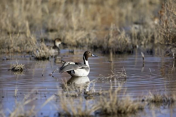 Pintail - Bosque del Apache National Wildlife Refuge