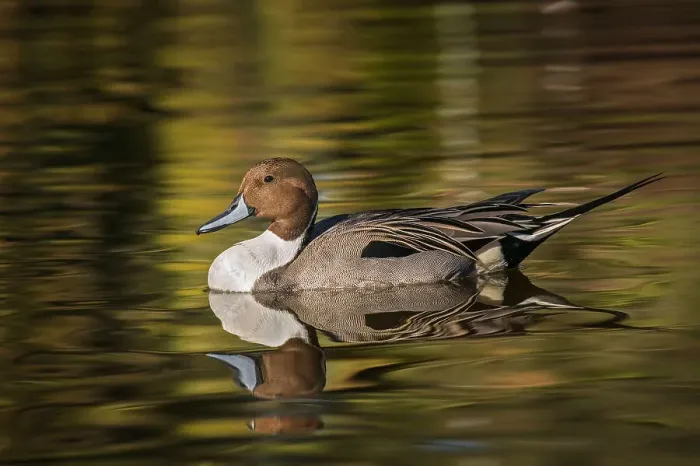 Framed Print : Pintail duck Date: 05-02-2005 Framed Print : Pintail duck Date: 05-02-2005