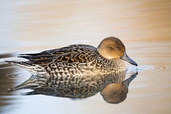 Pintail duck - female - UK