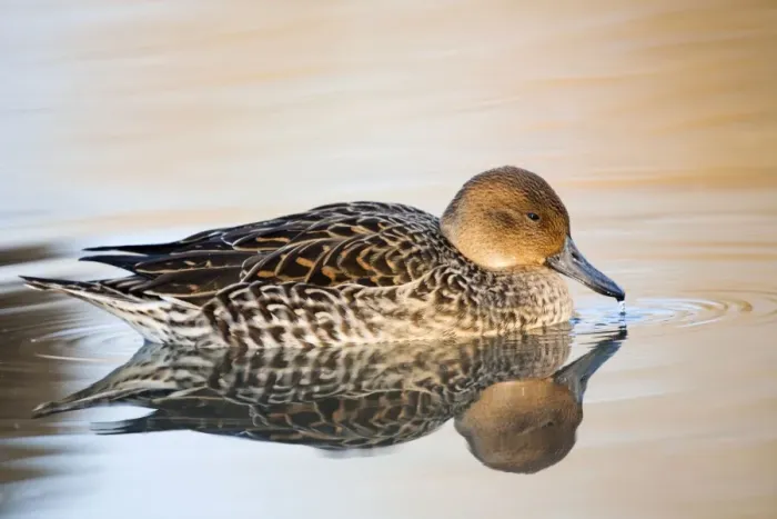 Framed Print : Pintail duck - female - UK Framed Print : Pintail duck - female - UK