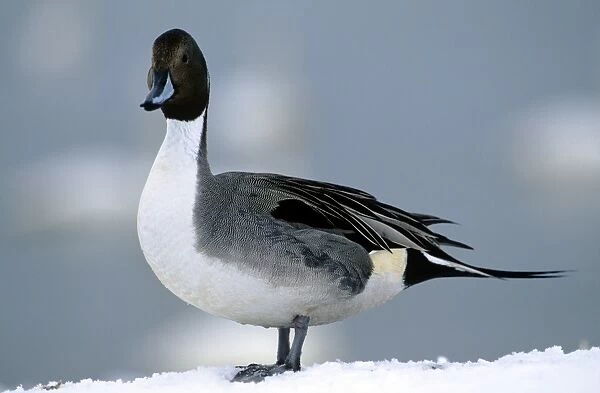 Pintail Duck - Standing on Snow