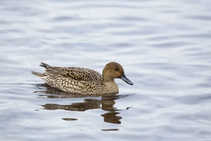 Framed Print : Pintail - female in winter - UK Framed Print : Pintail - female in winter - UK