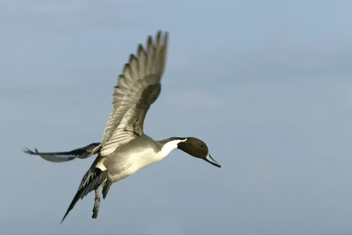 Framed Print : Pintail - in flight Framed Print : Pintail - in flight