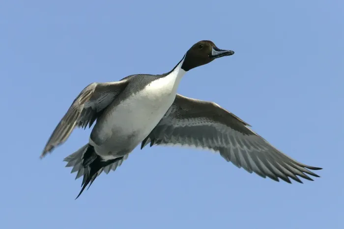 Framed Print : Pintail - in flight Framed Print : Pintail - in flight