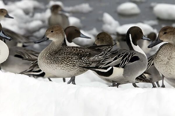 Pintail - group