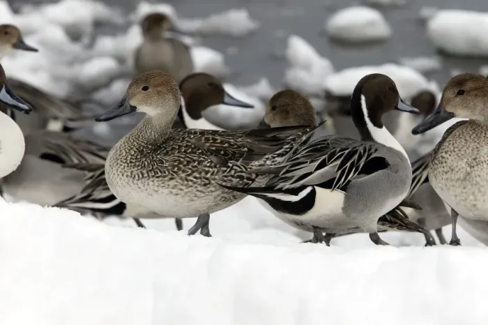 Framed Print : Pintail - group Framed Print : Pintail - group