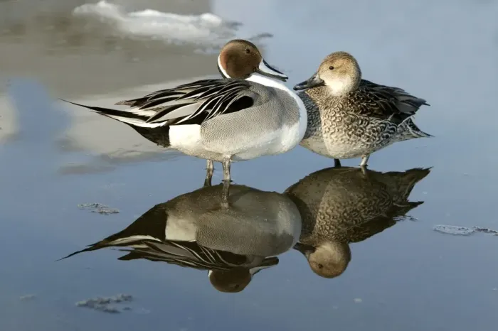 Framed Print : Pintail - pair, standing in water Framed Print : Pintail - pair, standing in water