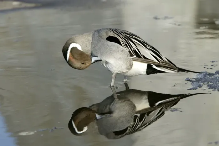 Framed Print : Pintail - preening Framed Print : Pintail - preening