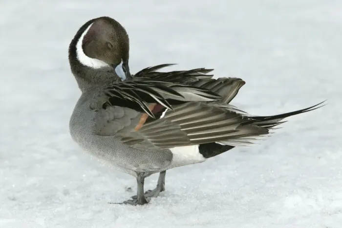 Framed Print : Pintail - preening Framed Print : Pintail - preening