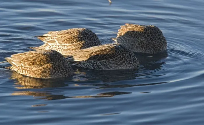 Framed Print : Pintails - group of females all feeding at once New Mexico, USA Framed Print : Pintails - group of females all feeding at once New Mexico, USA