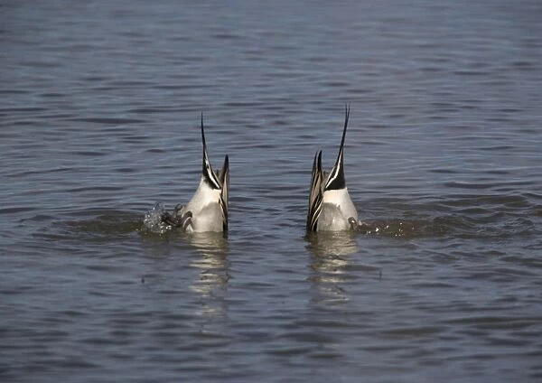 Pintails - Two male feeding by upending. Seed-eaters