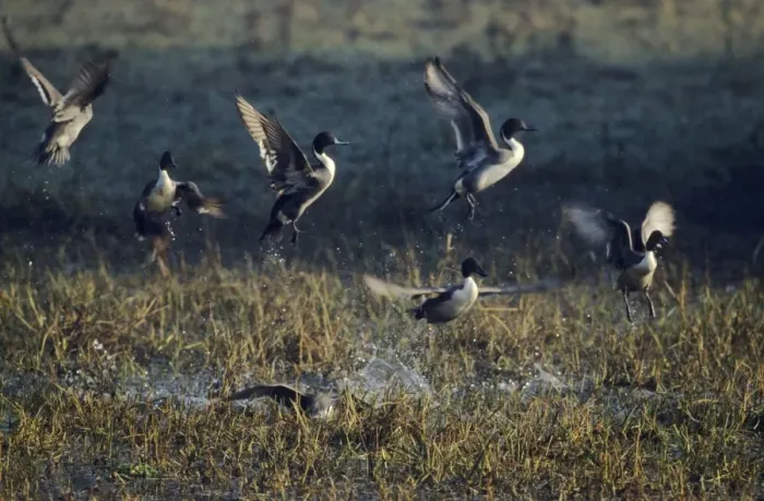 Framed Print : Pintails - taking-off, Keoladeo National Park, Bharatpur, India Framed Print : Pintails - taking-off, Keoladeo National Park, Bharatpur, India