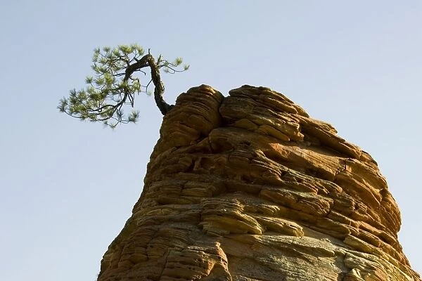 Pinyon Pine - Solitary pine tree on top of an isolated