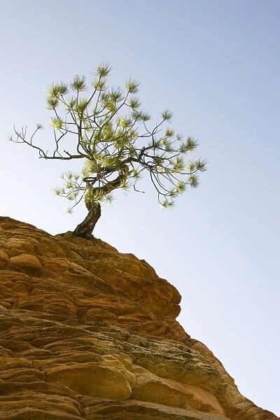 Pinyon Pine - Solitary pine tree on top of an isolated sandstone rock. Zion National Park, Utah, USA
