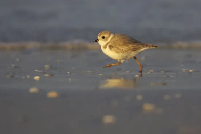 Framed Print : Piping Plover - running across mudflats, Fort de Soto, florida, USA BI001991