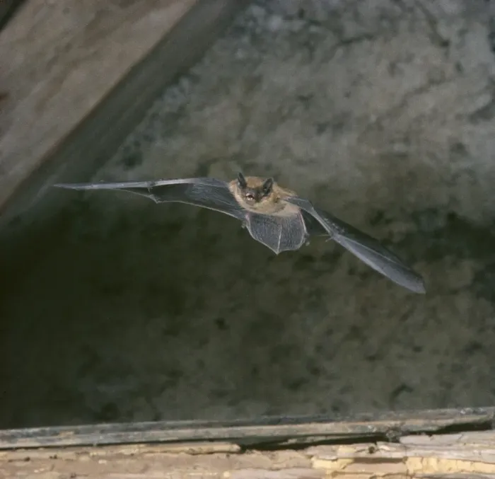 Framed Print : Pipistrell Bat - In flight in rooftop loft Framed Print : Pipistrell Bat - In flight in rooftop loft