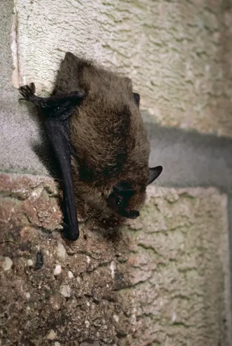 Framed Print : Pipistrelle Bat GET 209 Lincolnshire England Pipistrellus pipistrellus © Geoff Trinder / ARDEA LONDON Framed Print : Pipistrelle Bat GET 209 Lincolnshire England Pipistrellus pipistrellus © Geoff Trinder / ARDEA LONDON