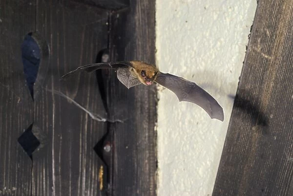 Pipistrelle Bat - in flight - Swiss Jura - Switzerland