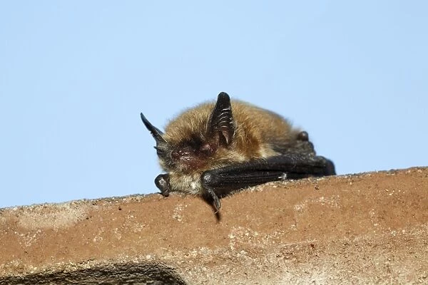 Pipistrelle Bat - on house roof edge, during daytime, Lower Saxony, Germany