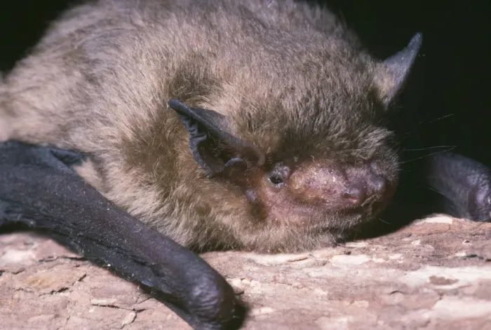 Framed Print : Pipistrelle Bat UK Framed Print : Pipistrelle Bat UK