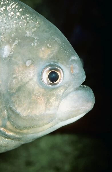 Piranha PM 5354 Close up of head - Amazon Serrasalmus © P. Morris  /  ARDEA LONDON