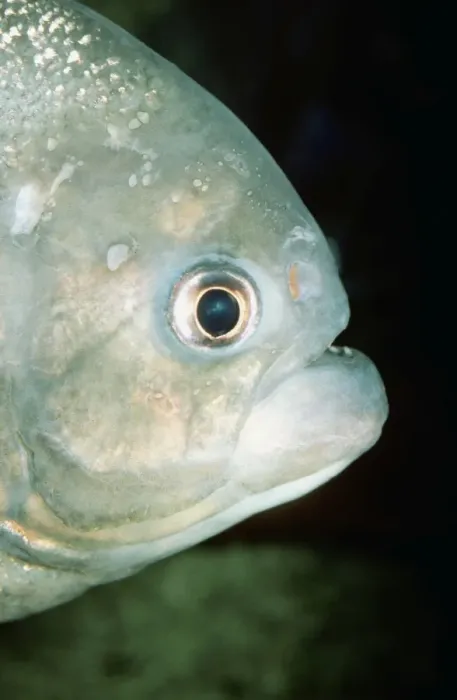 Framed Print : Piranha PM 5354 Close up of head - Amazon Serrasalmus © P. Morris / ARDEA LONDON Framed Print : Piranha PM 5354 Close up of head - Amazon Serrasalmus © P. Morris / ARDEA LONDON