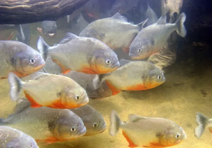 Framed Print : Piranha - underwater Framed Print : Piranha - underwater
