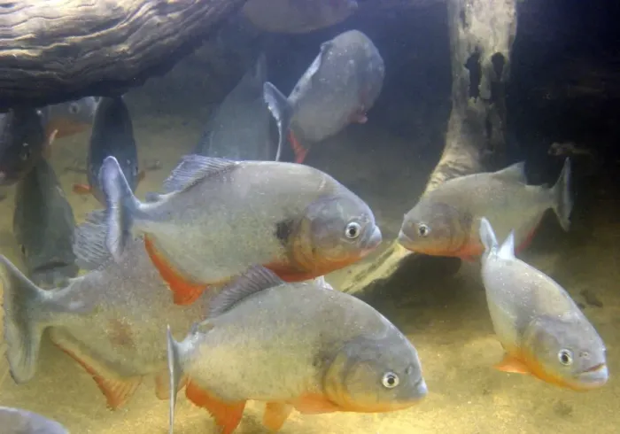 Framed Print : Piranha - underwater Framed Print : Piranha - underwater