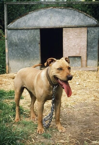 Pit Bull Terrier Dog