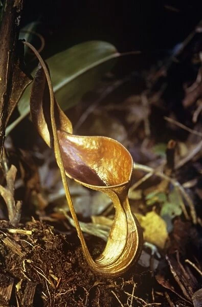 Pitcher Plant Borneo