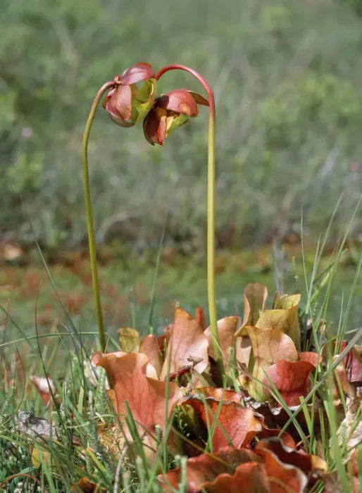 Framed Print : Pitcher Plant - insectivorous Framed Print : Pitcher Plant - insectivorous