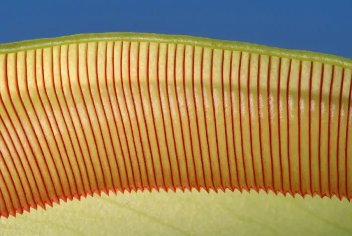 Framed Print : Pitcher Plant - the top of the pitcher are covered with downward facing hairs meant to prevent the preys from going up Framed Print : Pitcher Plant - the top of the pitcher are covered with downward facing hairs meant to prevent the preys from going up