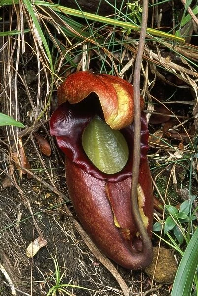 Pitcher Plant - worlds largest carnivorous plant. Endemic to Mount Kinabalu. Borneo