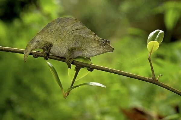 Pitless Pygmy Chameleon - adult female on a branch - Tanzania - Africa
