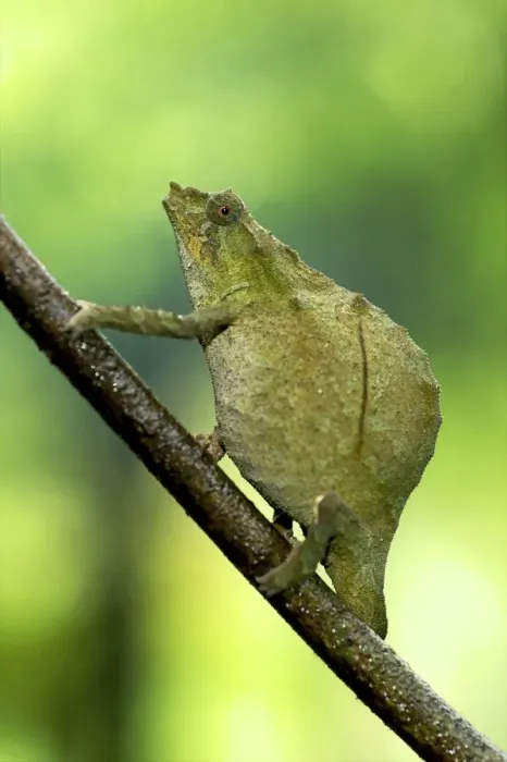 Framed Print : Pitless Pygmy Chameleon - adult female on a branch - Tanzania - Africa Framed Print : Pitless Pygmy Chameleon - adult female on a branch - Tanzania - Africa