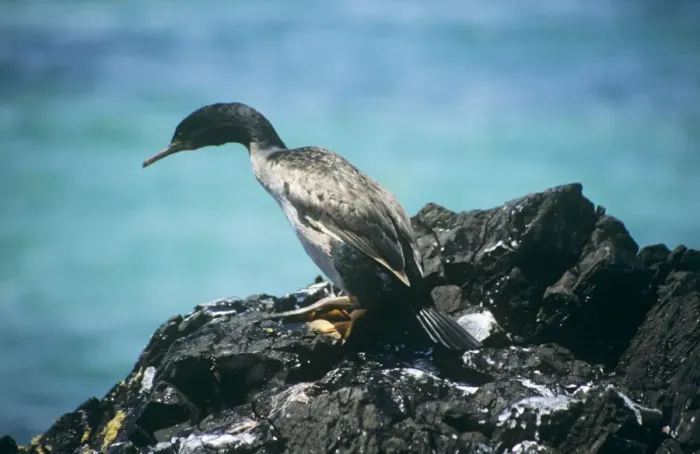 Framed Print : Pitt Island Shag - on rock